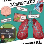 Tafelmaterial Menschliche Organe - Bild- und Wortkarten