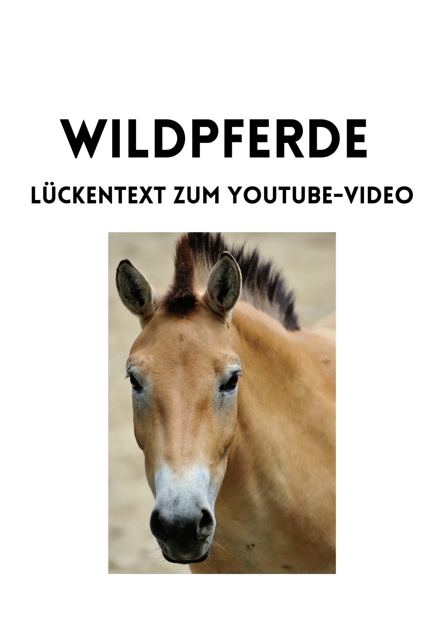 Wildpferde Arbeitsblatt